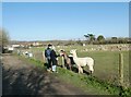 A lovely afternoon at West Wight Alpacas (C)