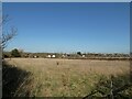 Looking from West Wight Alpacas towards Wellow