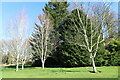 Betula Utilis Jacquemontii at Threave