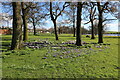 Crocus at Lochside Park, Castle Douglas