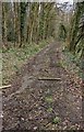 Track into Beech Wood, Monmouthshire