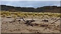 NO7464 : Driftwood at St Cyrus beach by Gordon Brown