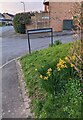 ST3091 : Daffodils on grass, Malpas, Newport by Jaggery