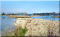 Gravel and Teasels by the Lake