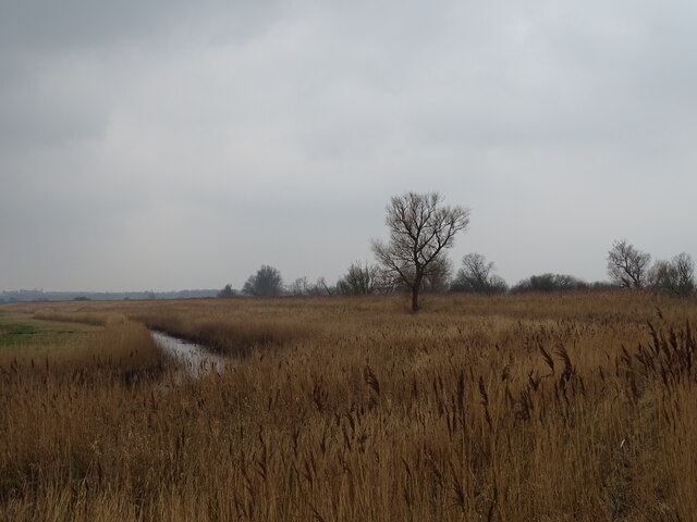 Reeds along the River Waveney