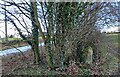 Brackenthwaite, Brackenthwaite Lane