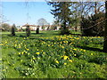 Daffodils on Shoulder of Mutton Green