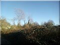 Scrubland on site of former nursery