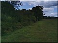 TQ6414 : Footpath near Calvesfield Shaw, Herstmonceux by PAUL FARMER