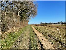 SU5952 : Track around Wootton Copse by Mr Ignavy