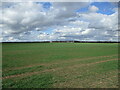 Autumn sown crop and High Cell Farm