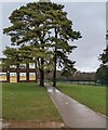 Evergreen trees, Fairwater, Cwmbran