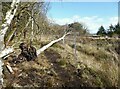 Fallen tree near Brackenside