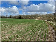 SU5952 : Wootton Copse Field (22 acres) by Mr Ignavy