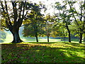 SX4553 : Trees in the sunshine, Mount Edgcumbe Country Park by Ruth Sharville