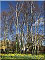 Silver birches and golden daffodils, Hull