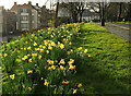 ST5774 : Daffodils, Woodstock Road, Redland by Derek Harper