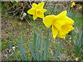 March daffodils near Lee Brockhurst