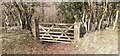 NY8016 : Footpath into woodland beside Wellhead Sike by Roger Templeman