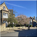 Magnolia on the corner