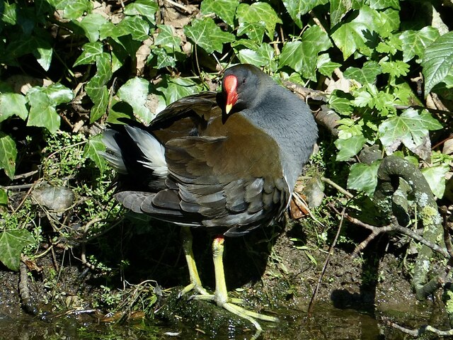 Moorhen beside the canal at Rogerstone