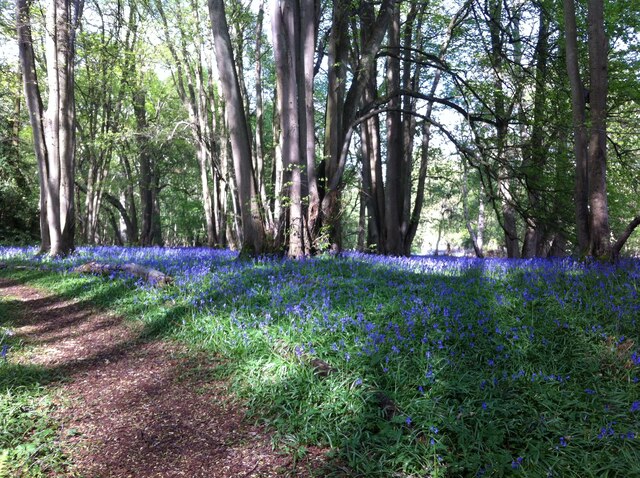 Bluebells under the small-leaved lime, Piles Coppice