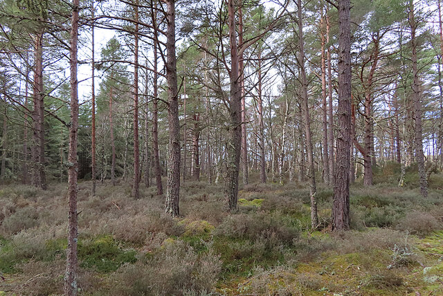 On the Fringe of the Forest © Anne Burgess cc-by-sa/2.0 :: Geograph ...