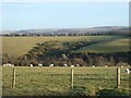 West Ilkerton Common