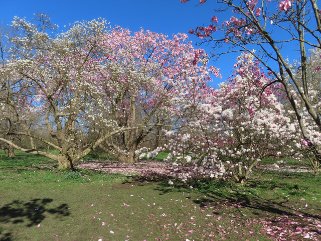 Magnolias in full bloom, Kew Gardens