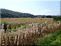 Wildlife Circuit near Aberfoyle