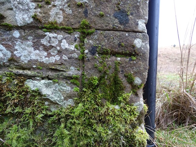 Benchmark Covered with Moss
