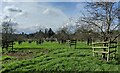 Orchard at Home Farm, Upper Arley