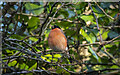 Bullfinch, Bangor