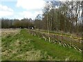 Laid hedge, Rushcliffe Country Park