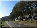 Tall, roadside trees in Llanbradach