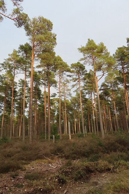 Culbin Forest, Moray - area information, map, walks and more