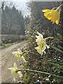 Roadside verge in spring