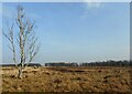 NS6498 : Solitary birch tree by Richard Sutcliffe