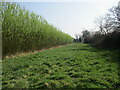 Grass strip alongside a biomass plantation