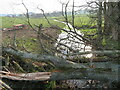 Biggar Burn at Hilltop