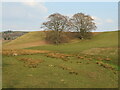 Trees on Burn Brae