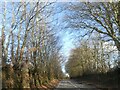 An avenue of trees growing out of the hedge, east of Exford