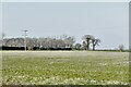 Weybread, Dale Road: Field grown for grass