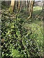 Wood anemones in the woods near Earls Hill, Pontesbury