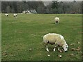 Tups and turnips