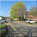 Wulfstan Way: bungalows and a willow