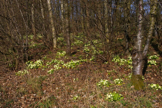 Primroses beside the A12