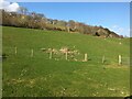 Field near Dolgellau Mart