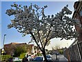 Cherry blossom on Leeside Crescent, Temple Fortune