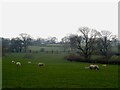 Sheep, Thorney Croft